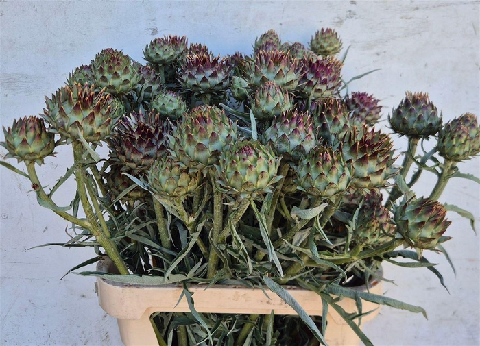 <h4>Cynara Cardunculus</h4>