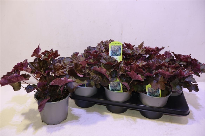 <h4>Heuch Mi Palace Purp</h4>