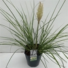 Cortaderia sell. 'Mini Pampas'