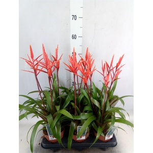 Vriesea  'Elan'