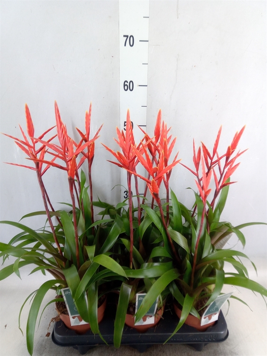 <h4>Vriesea  'Elan'</h4>