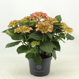 Hydrangea Adula (Hortensia)