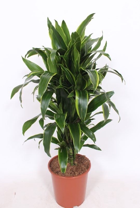 Dracaena Art