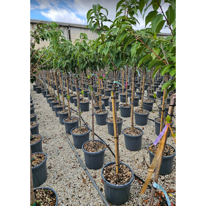 Prunus overig bladhoudend