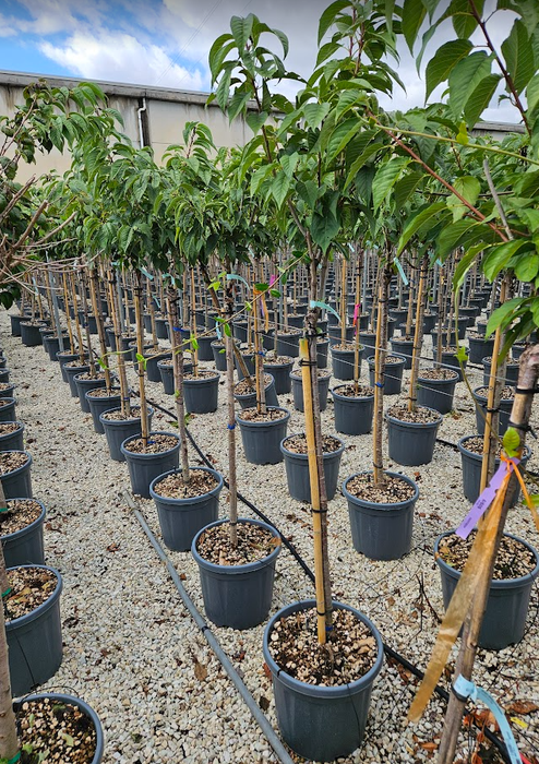 <h4>Prunus overig bladhoudend</h4>
