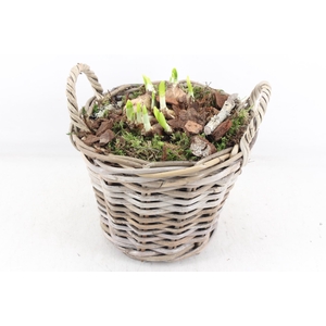 arr4 Narcis PL - Kubumand hoog x2