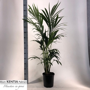 HOWEA FORSTERIANA