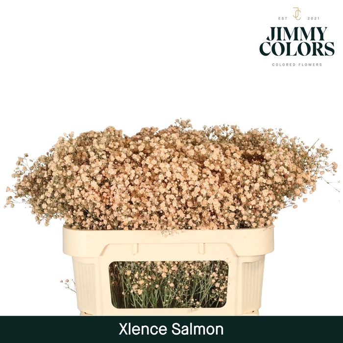 <h4>Gyps Xlence L70 Salmon</h4>