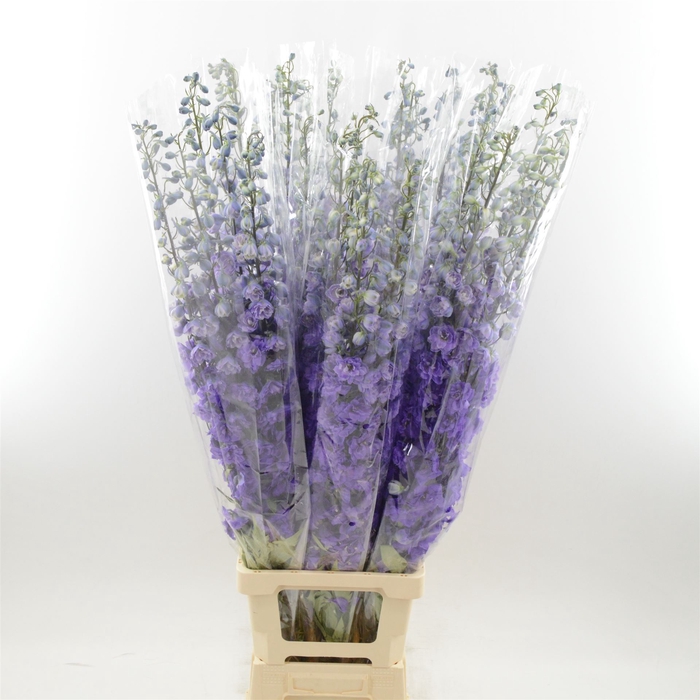 <h4>Delphinium DU 'Dev Purple Heart'</h4>