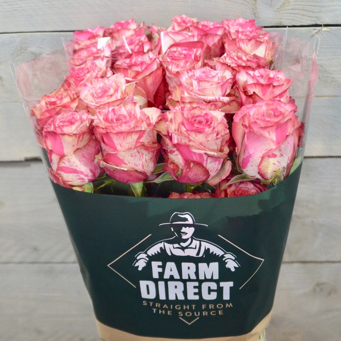 <h4>R Gr Magic Times</h4>