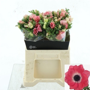 ANEM CO MIS + PINKIE