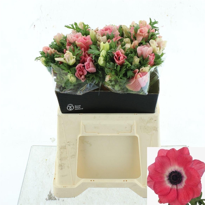 <h4>ANEM CO MIS + PINKIE</h4>