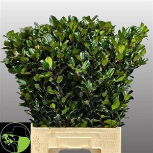 Ilex Bl M Blue Prince