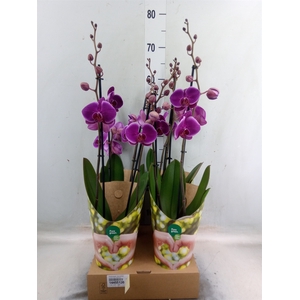 Phalaenopsis  'Ant Durban'