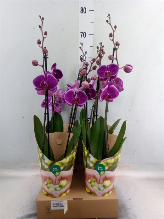 <h4>Phalaenopsis  'Ant Durban'</h4>