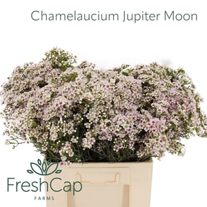 CHAME UN JUPITE MOON