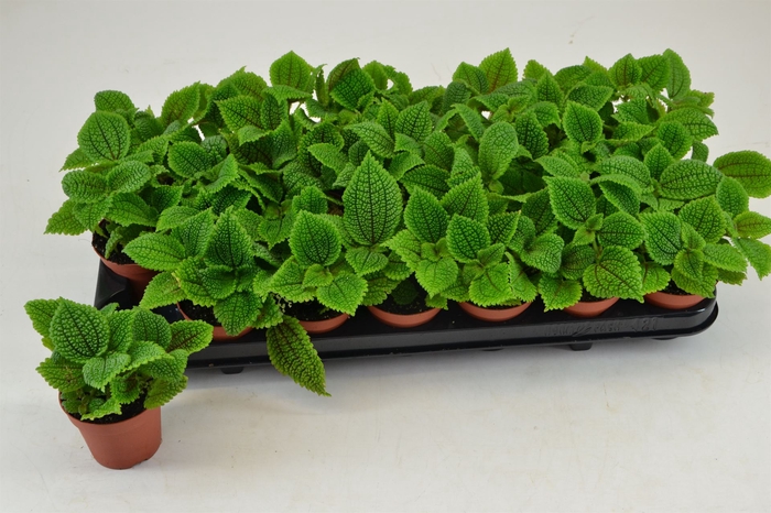 <h4>Pilea alumi</h4>