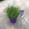Lavandula angustifolia 'Essence Purple'