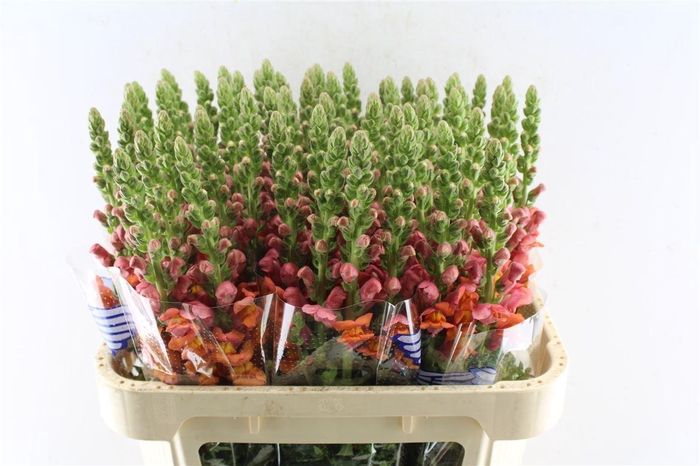 <h4>Antirrhinum Avignon Orange</h4>