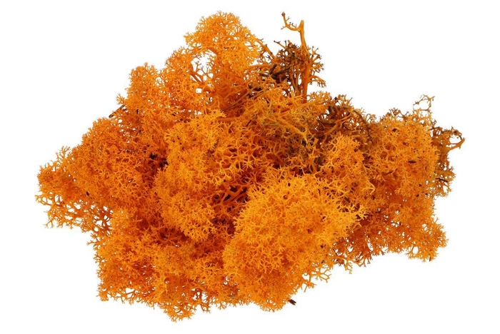 <h4>Mos Iceland Oranje 500gram</h4>