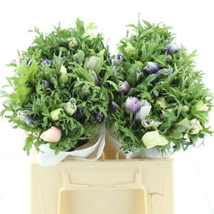 Anem Mistral Azuur Blue Extra