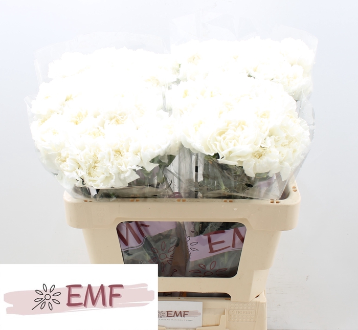 <h4>Di St Mont Blanc</h4>