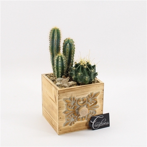 CTCR-2523 Cactus Essentials