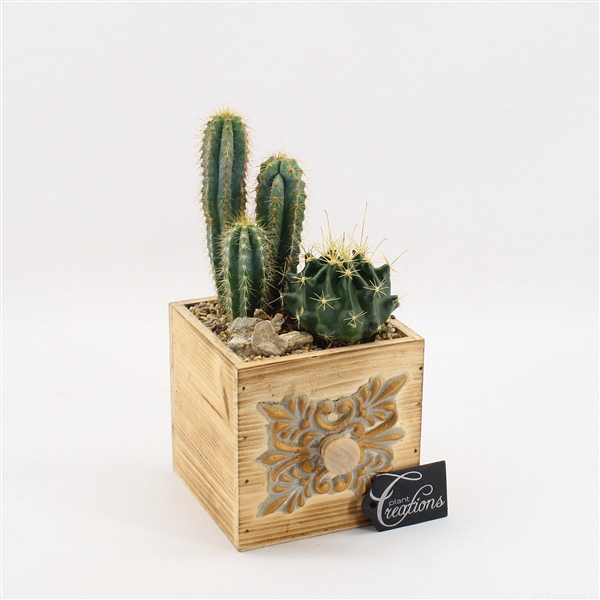 <h4>CTCR-2523 Cactus Essentials</h4>