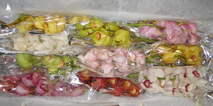 Cymbidium 8/11 Mix Bl pst