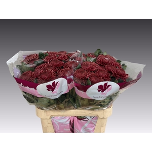 CHR G BIGOUDI RED