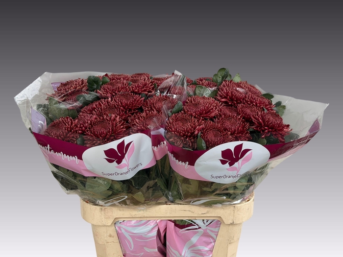 <h4>CHR G BIGOUDI RED</h4>