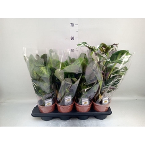 Calathea   ...mix 3