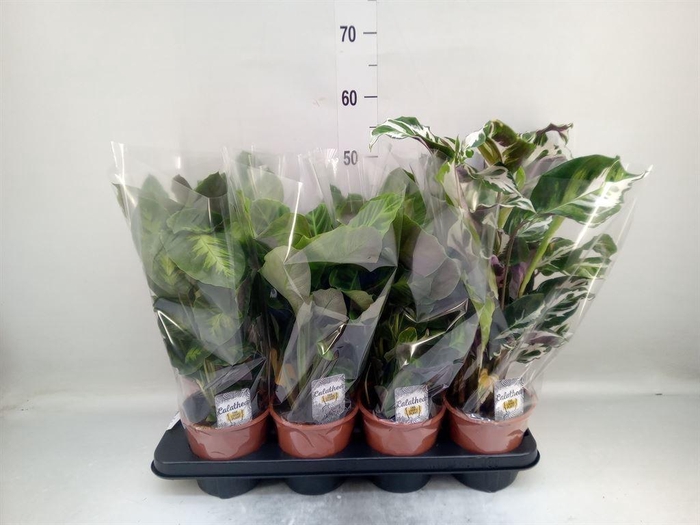 <h4>Calathea   ...mix 3</h4>