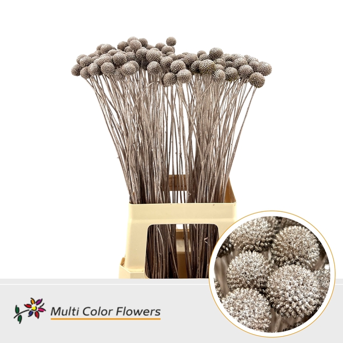 <h4>Craspedia Champagne</h4>