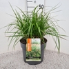 Pennisetum alopecuroides