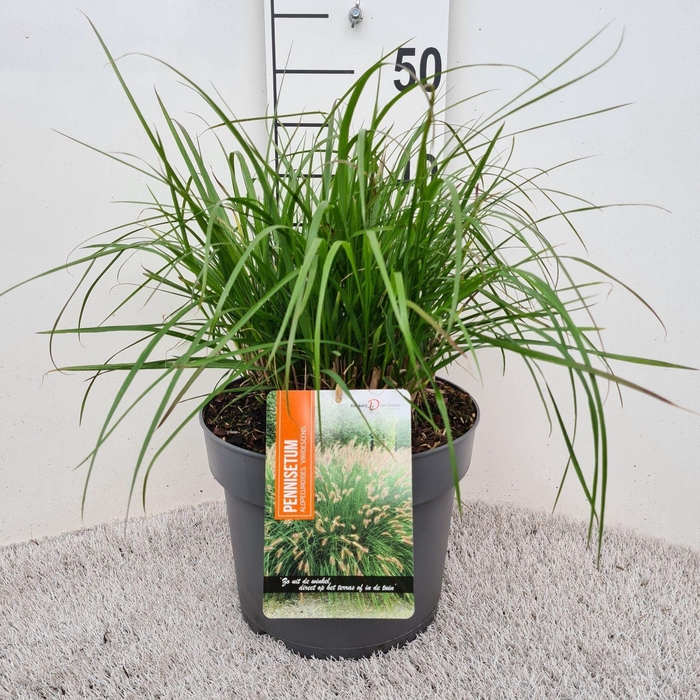 <h4>Pennisetum alopecuroides</h4>