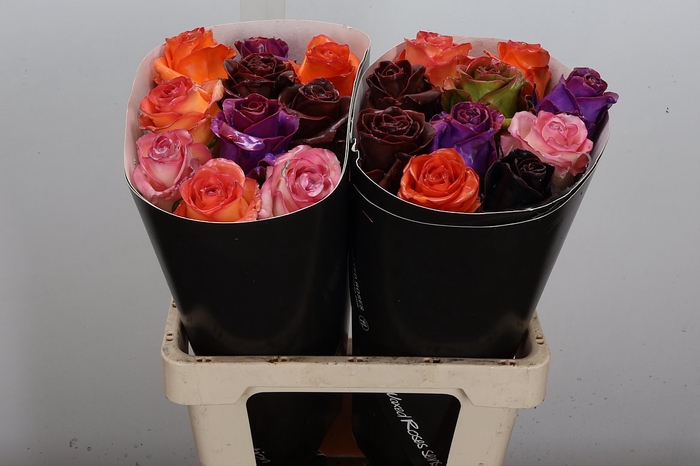 Wax-Rozen Wax Classic Mixed