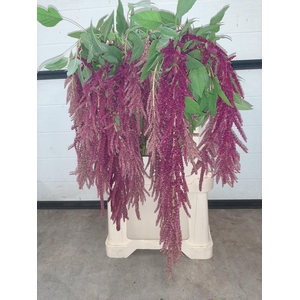 AMARARANTHUS