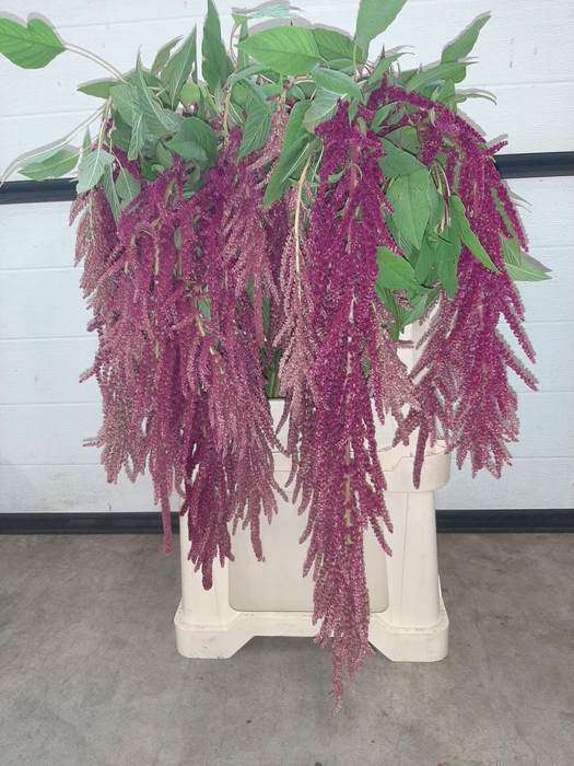 <h4>AMARARANTHUS</h4>