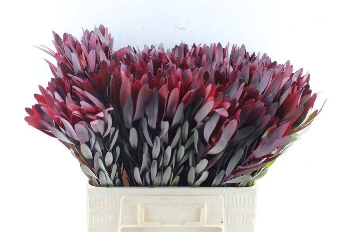 <h4>LEUCAD SAF SUNSET</h4>