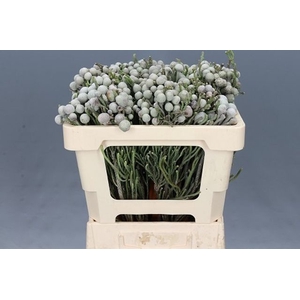 BRUN LAEVIS 50 CM P.BLIK