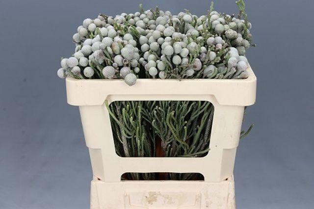 <h4>BRUN LAEVIS 50 CM P.BLIK</h4>