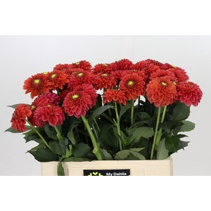 Dahlia Zundert Mystery Fox