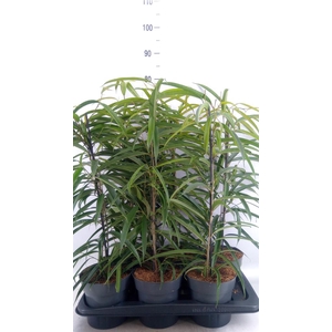 Ficus binn. 'Alii'