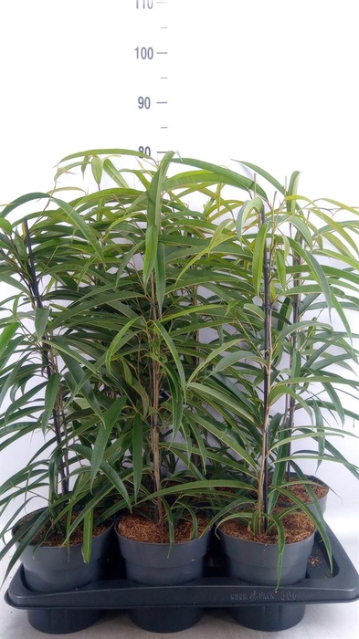 <h4>Ficus binn. 'Alii'</h4>