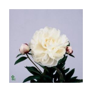 PAEONIA GARDENIA