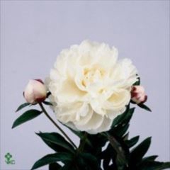 <h4>PAEONIA GARDENIA</h4>