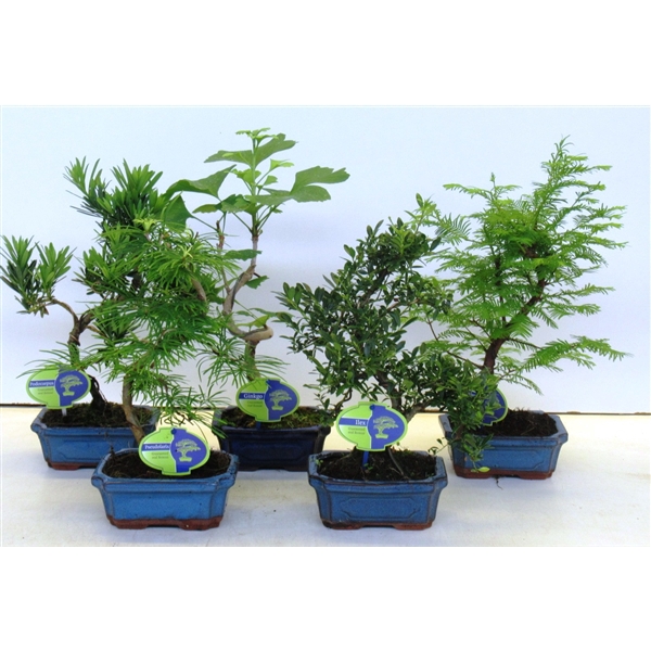 <h4>Bonsai mix outdoor, 15 cm., shape, without drip tray - Partly without leaves during winter</h4>