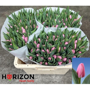 Tulipa si tresor
