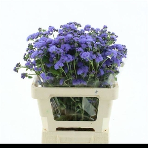 AGER H BLUE HORIZON